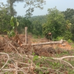 Property Before Development